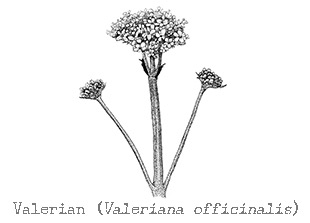 PipingRock Valerian Root Essential Oil